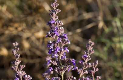 Vitex Angus - Chasteberry