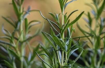 Salvia Rosmarinus - Rosemary