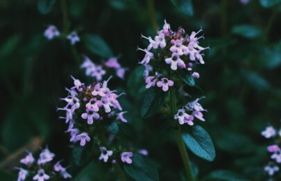Thymus Capitatus - ConeHead Thyme