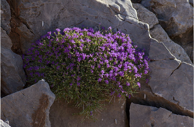 Thymus Capitatus – Conehead Thyme