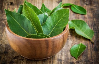 Laurus Nobilis- Bay leaf