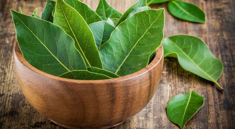 Laurus Nobilis-Bay Leaf – Dafine