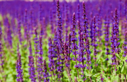 Salvia Officinalis - Sage