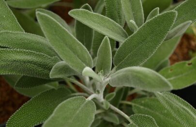 Salvia Fruticosa-Greek Sage