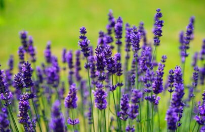 Lavandula Angustifoila - English Lavender