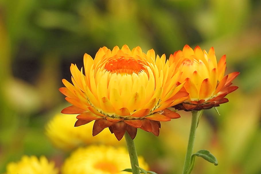 Italian strawflower – Helychrisium