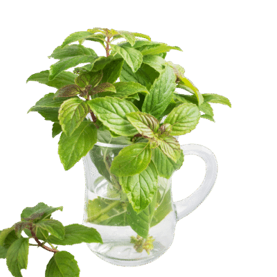 BALMMelissaofficinalis