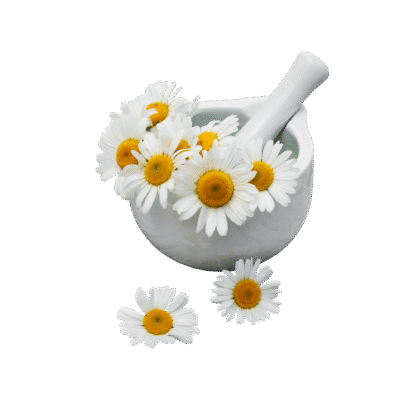 CHAMOMILE