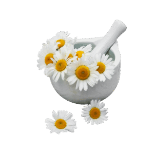 CHAMOMILE