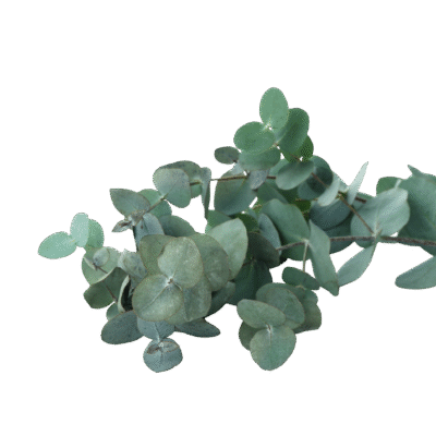 EUCALYPTUS