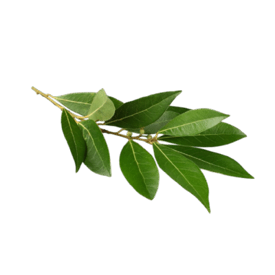 LAUREL