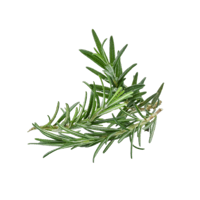 ROSEMARY