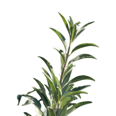 SAGE